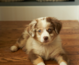 Mini Aussie Puppies For Sale Pilesgrove Pups